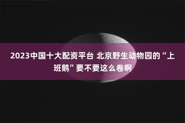 2023中国十大配资平台 北京野生动物园的“上班鹅”要不要这么卷啊